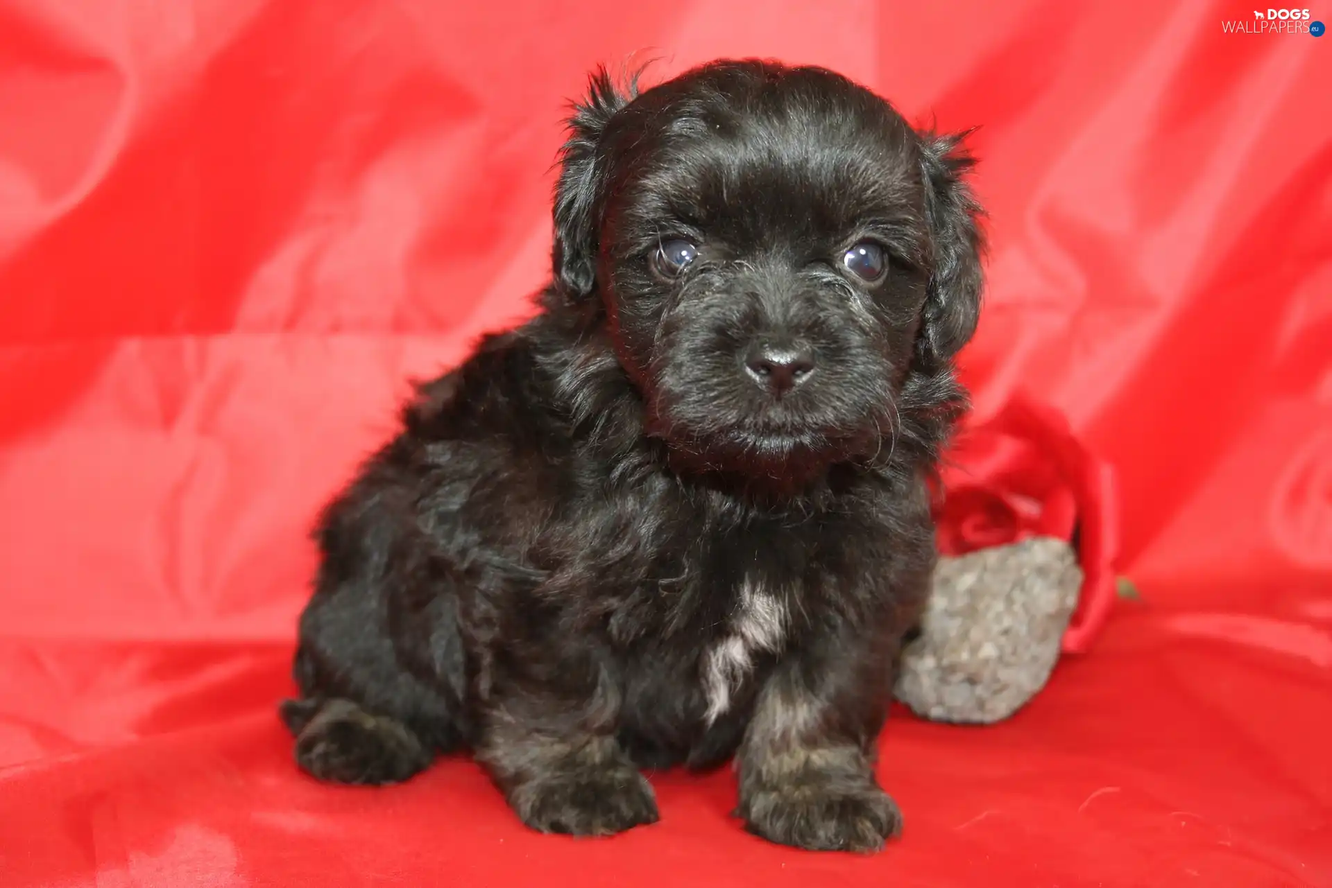 doggy, Bichon, Black