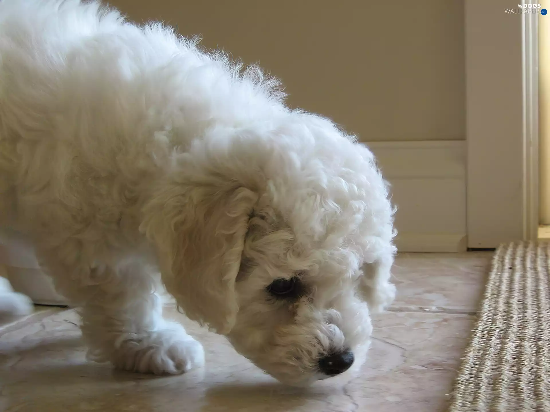 White, Bichon frise, Room, doggy
