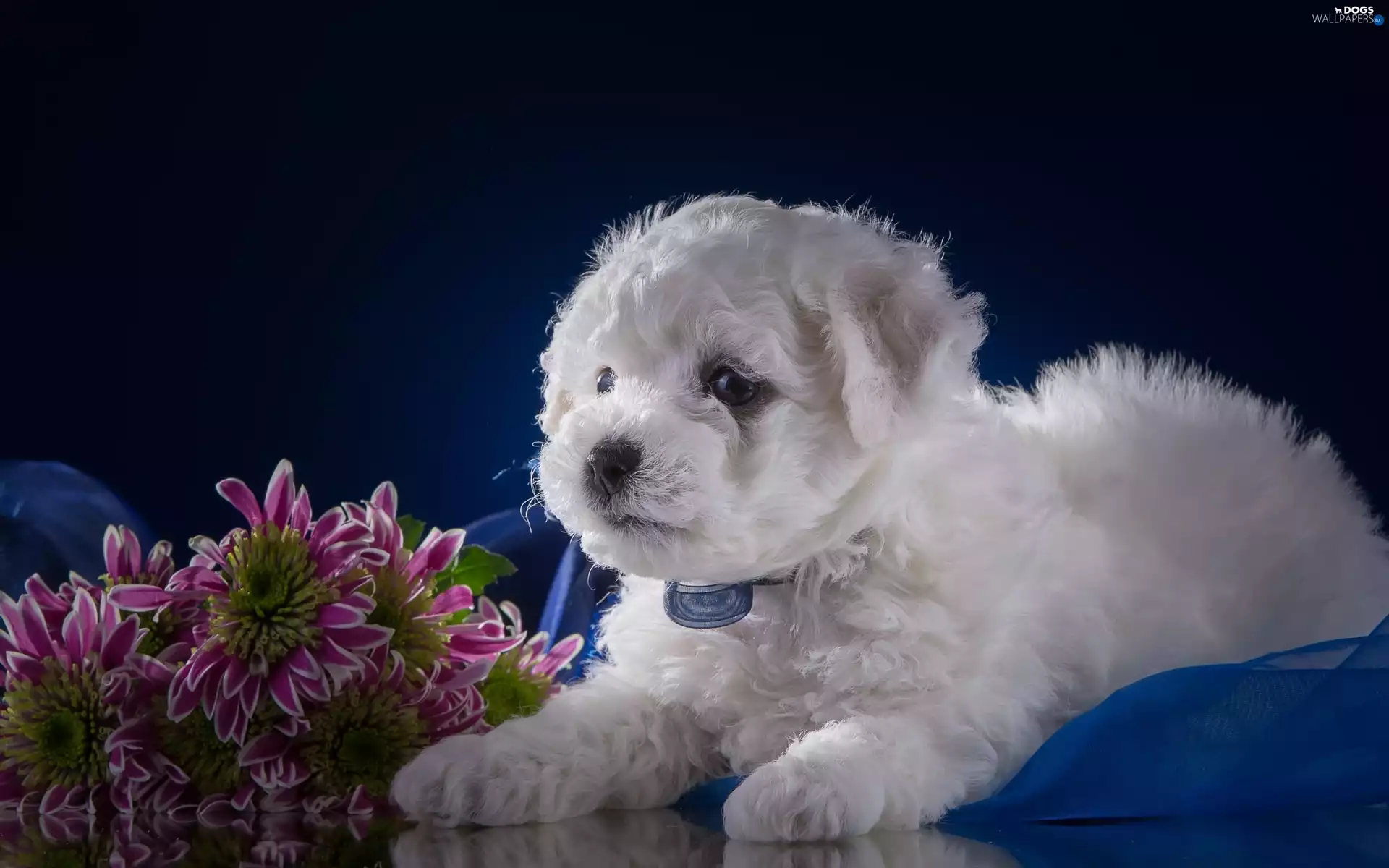 doggy, Bichon frise, Flowers, Puppy
