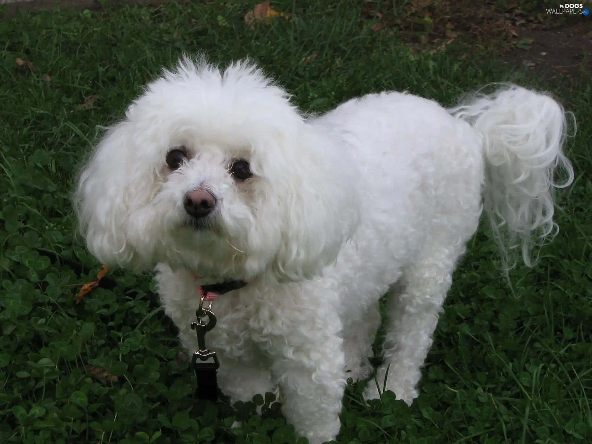 poodle