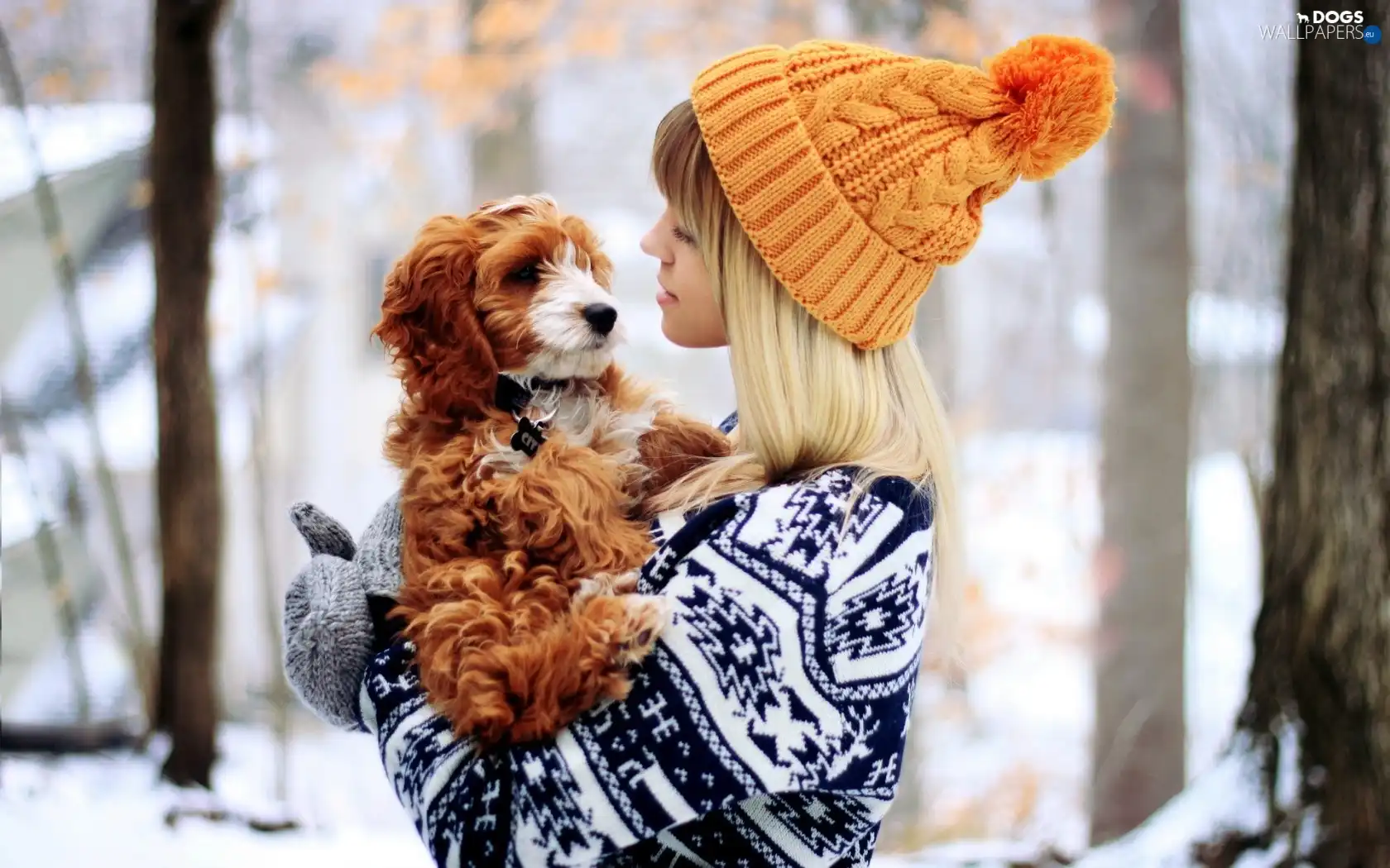 Bichon frise, doggy, girl, forest
