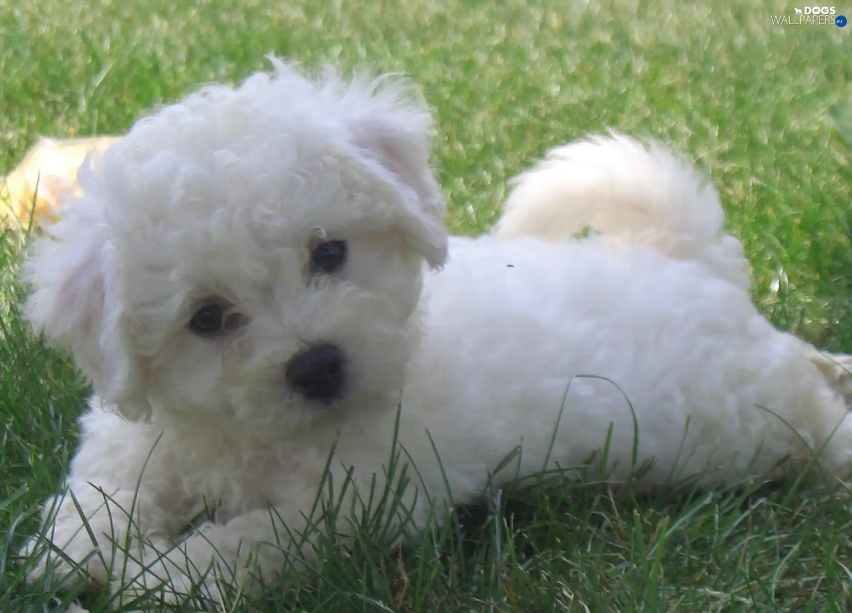grass, Bichon frise