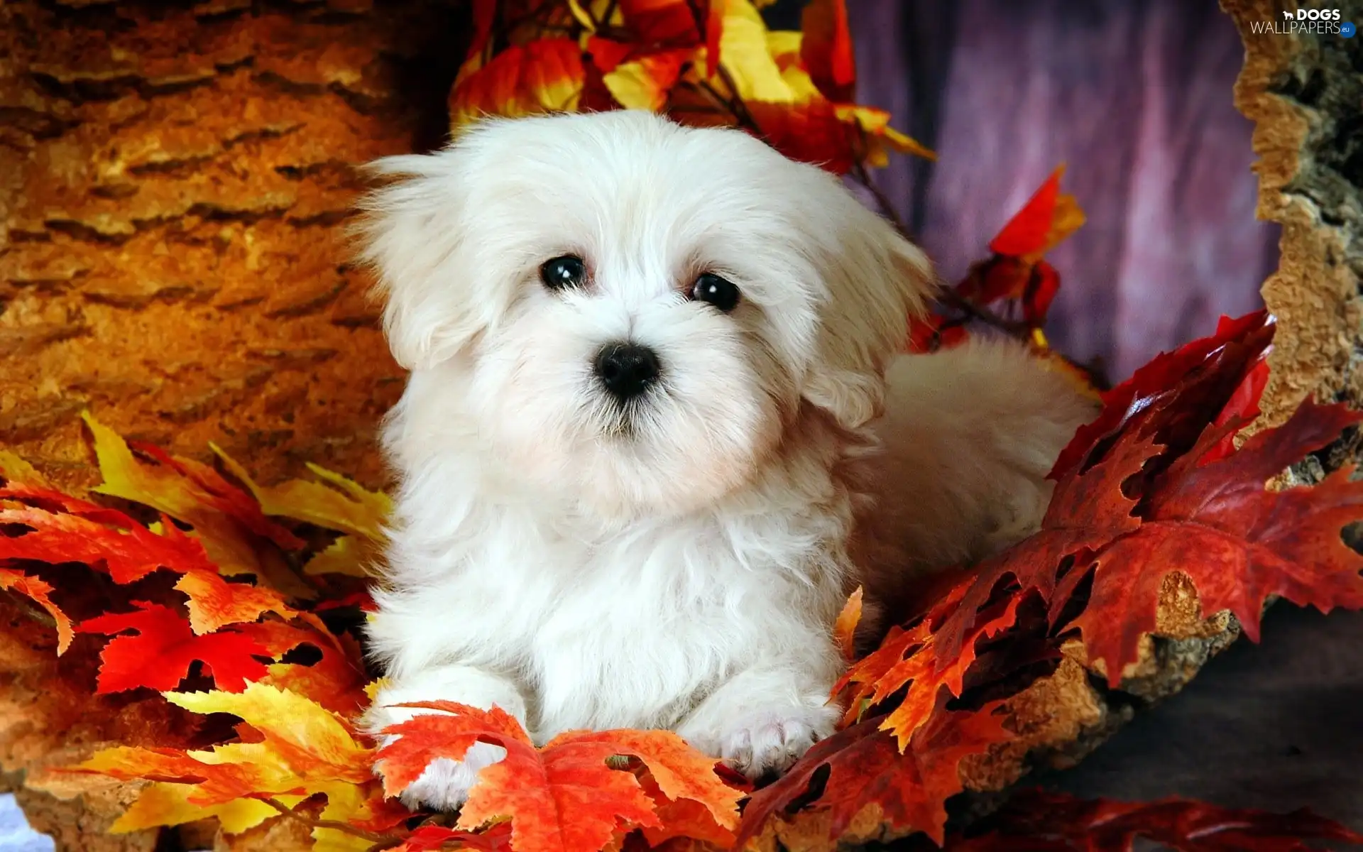 Bichon frise, Leaf, doggy