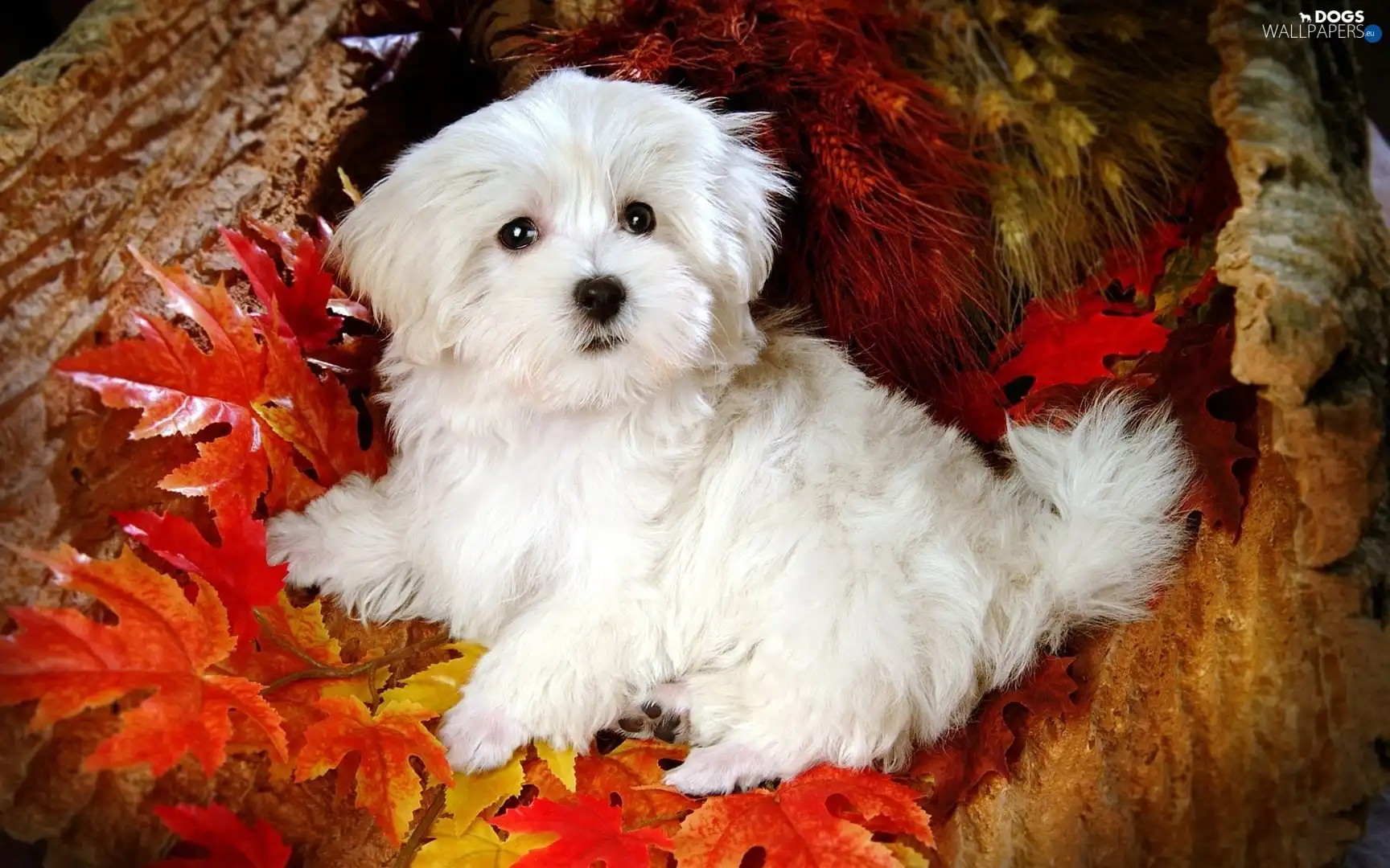 Leaf, Bichon frise