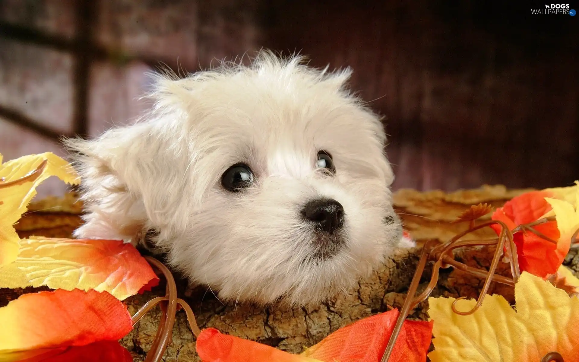 leaves, Bichon frise