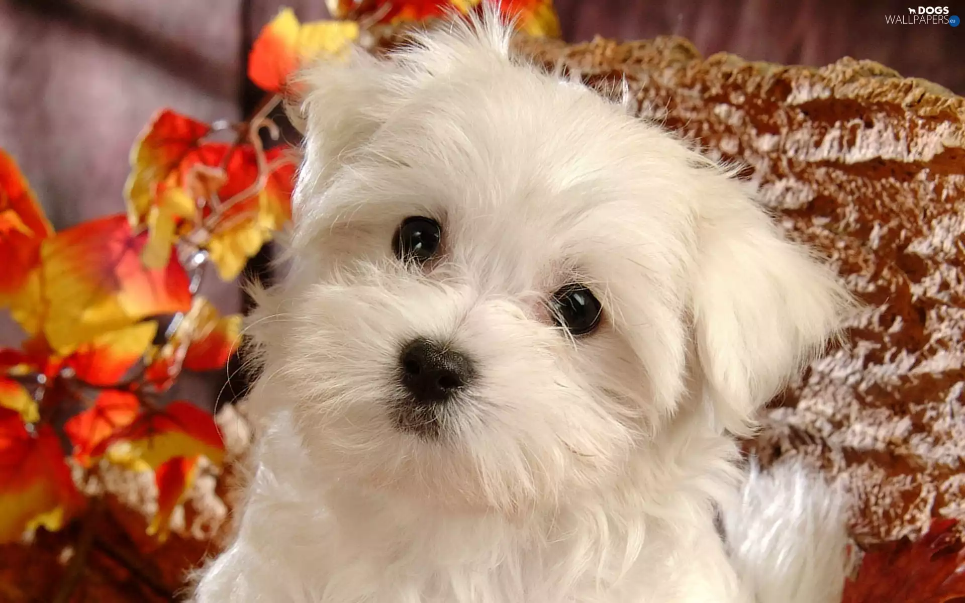 Bichon frise, muzzle