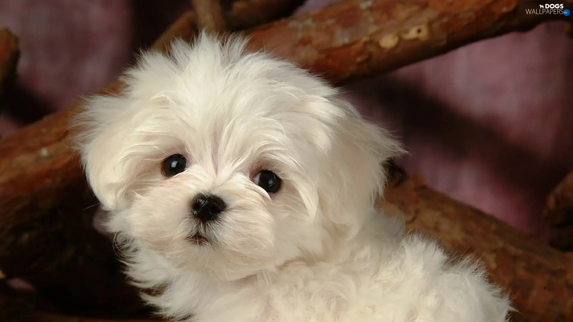 Bichon frise, doggy, small, White