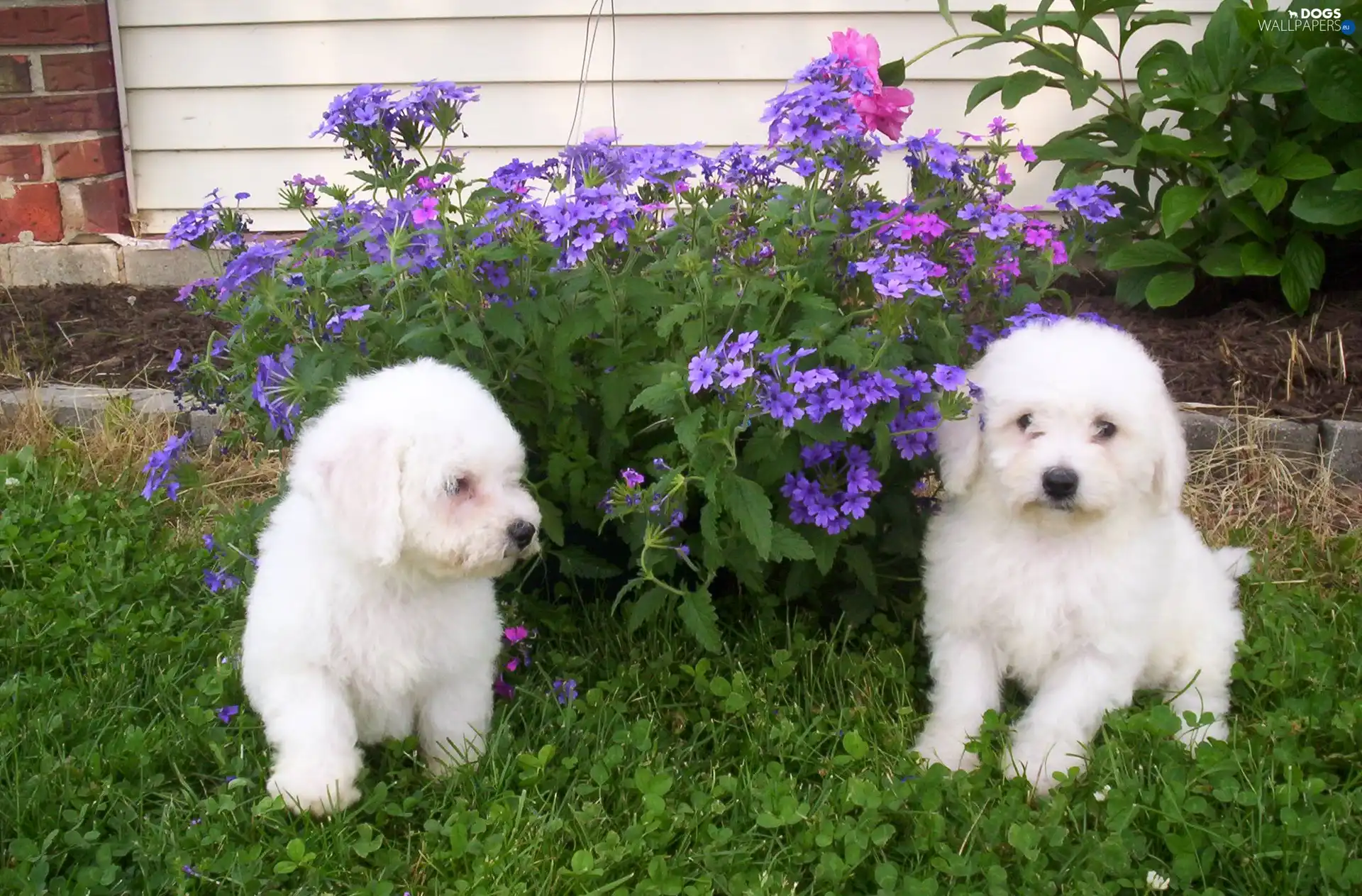 Bichon frise, Two cars