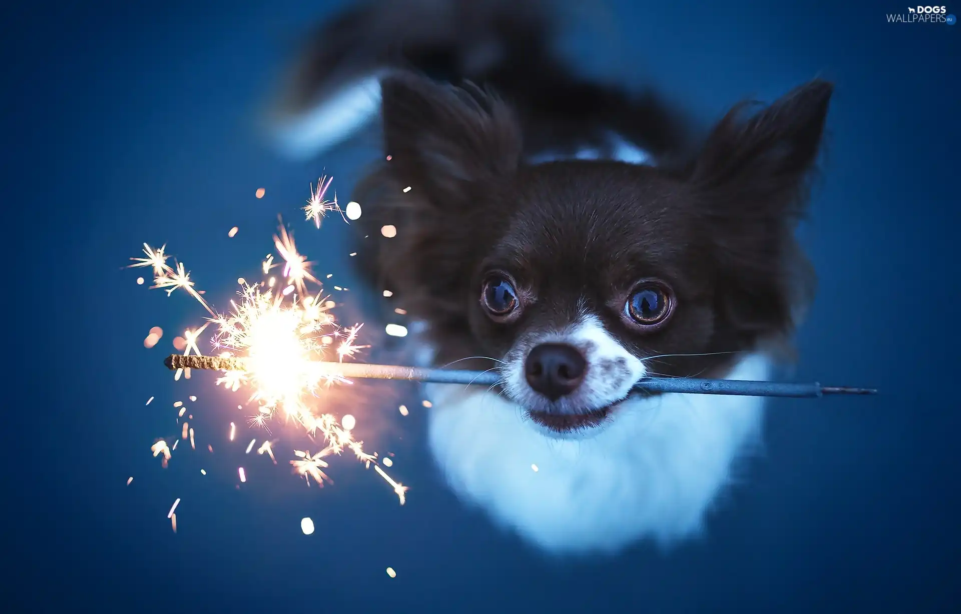 Big Fire, cold, doggy, Chihuahua
