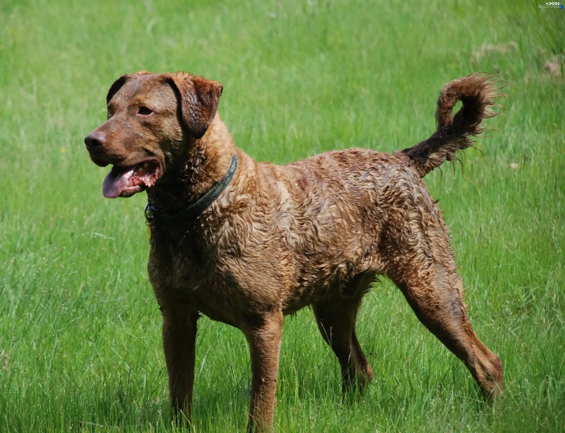 Big, Chesapeake Bay retriever, Beatyfull