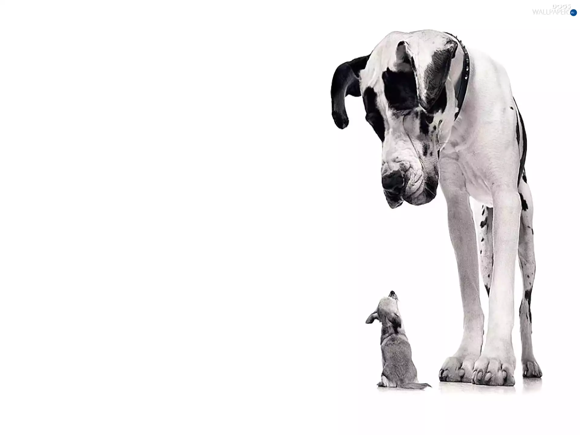 Chihuahua, Dog German, Big, dog, small