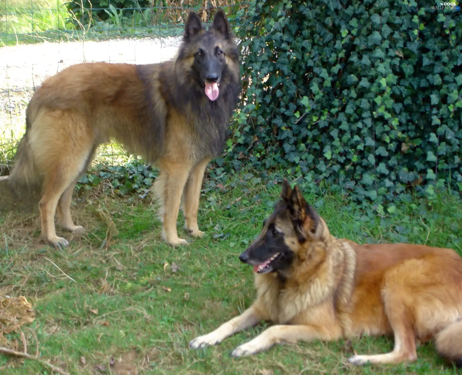 Big, Belgian Shepherd Tervuren, Two cars