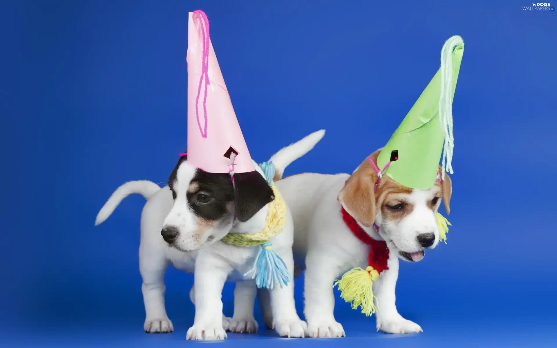 birthday, caps, Dogs, puppies