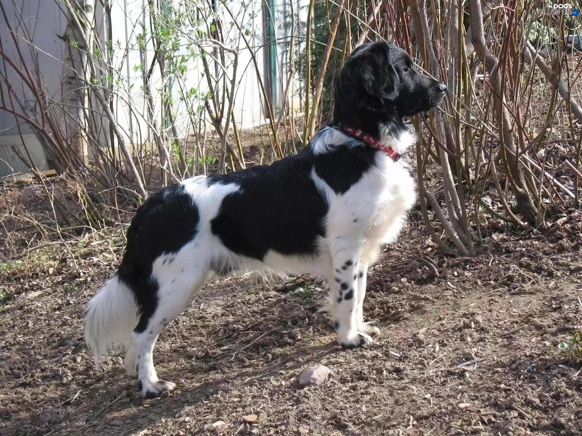 Stabyhoun, black and white, Stabyhoun