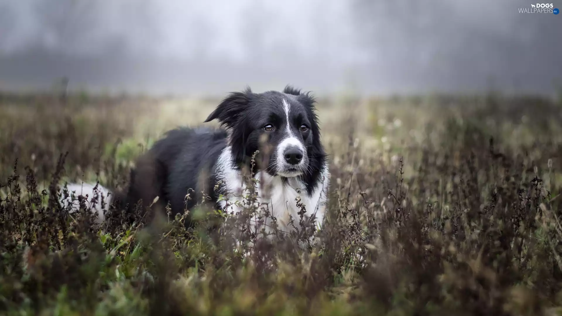 dog, White and Black, Plants, Border Collie