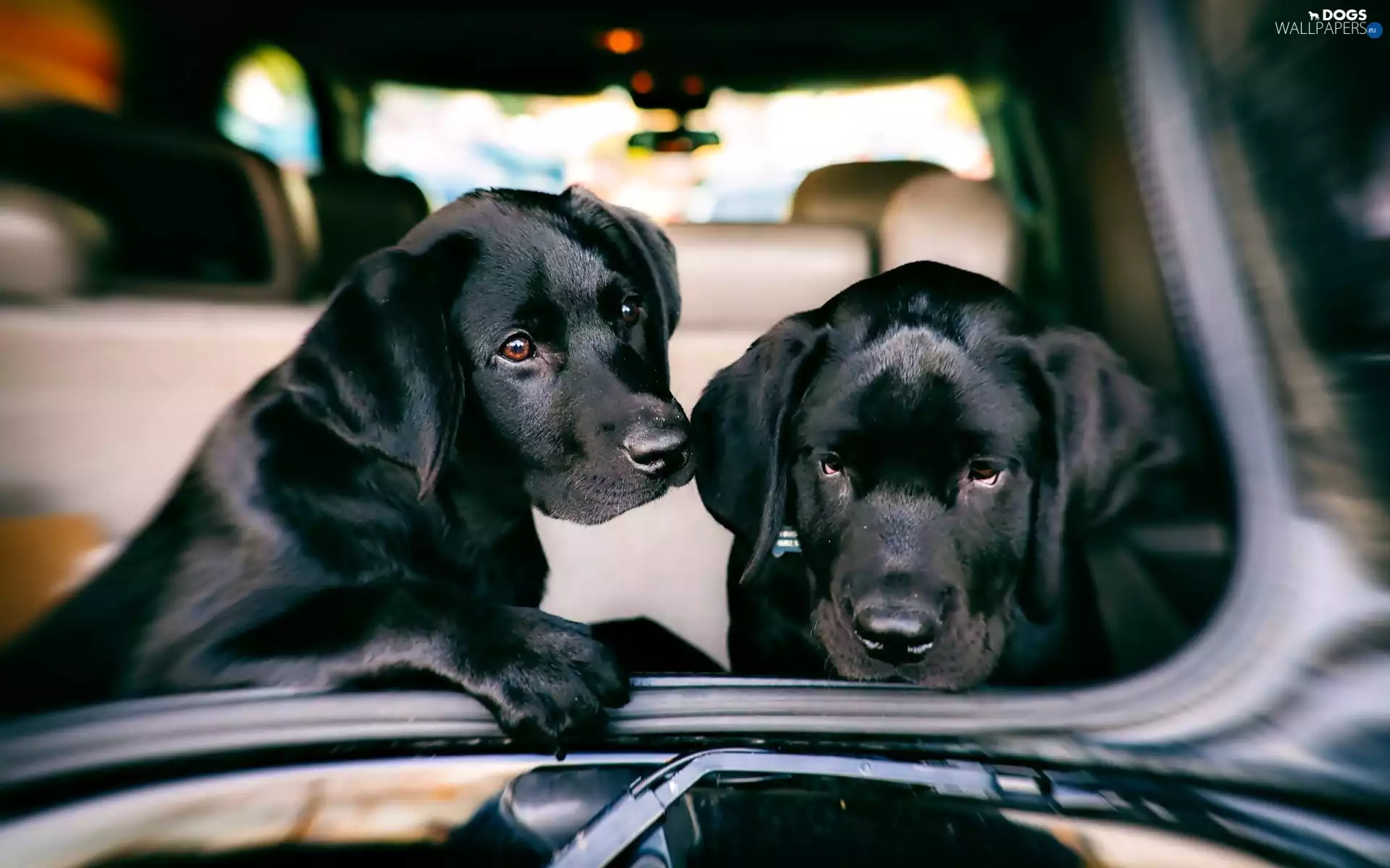 Labrador Retriever, Automobile, Black, Dogs, Two cars