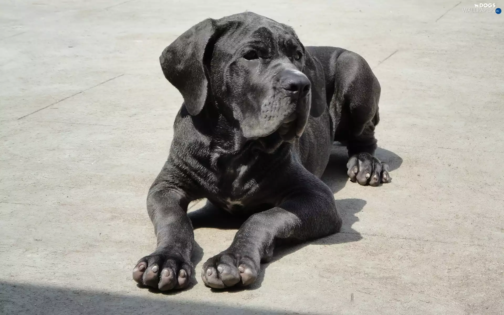 Beatyfull, Mastiff, Neapolitan, Black