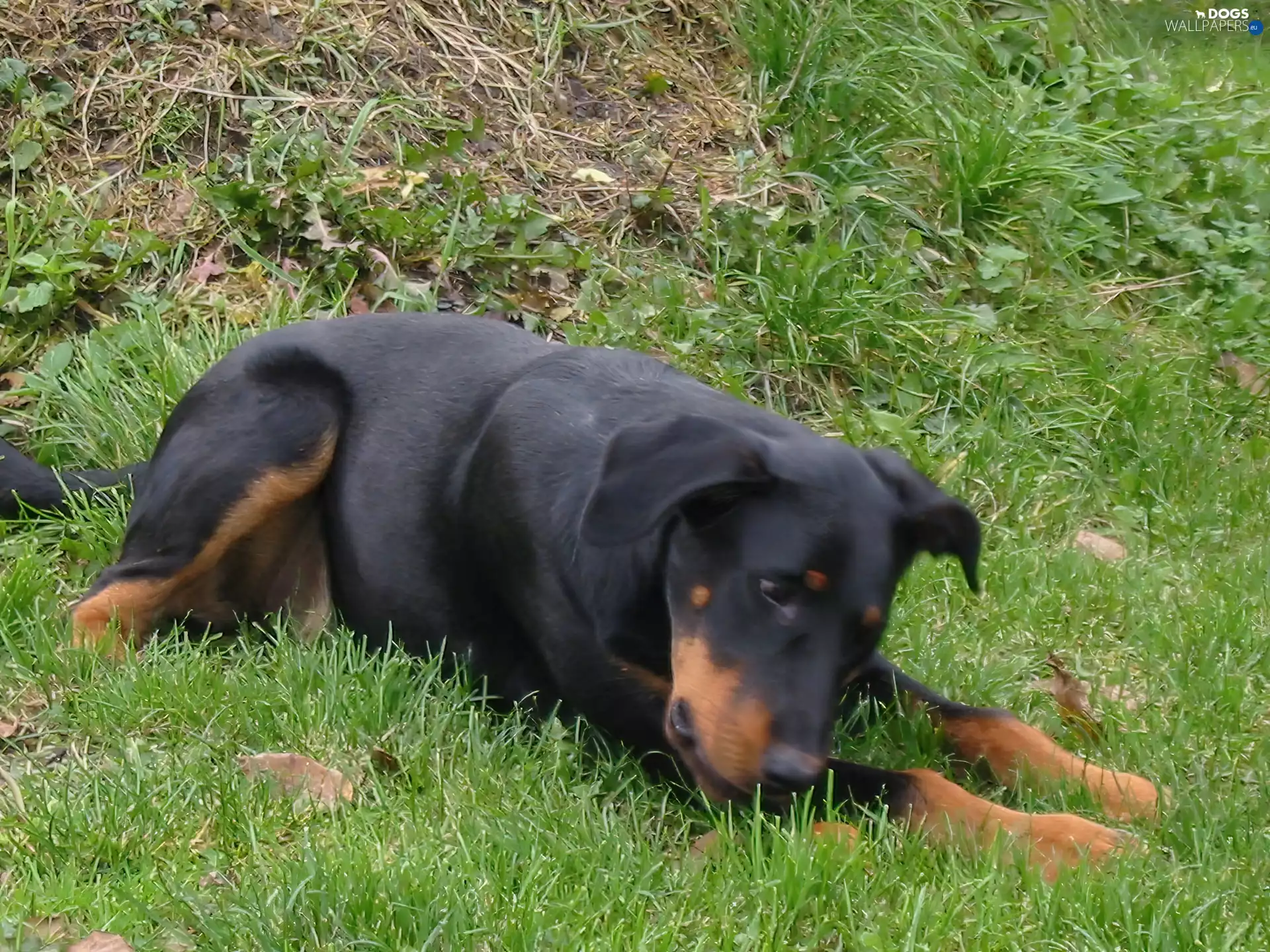 Black, Beauceron