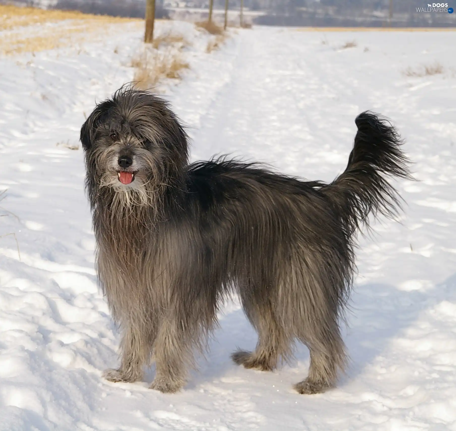 Pyrenean Shepherd, Berger des Pyr?n?es, Grey-black