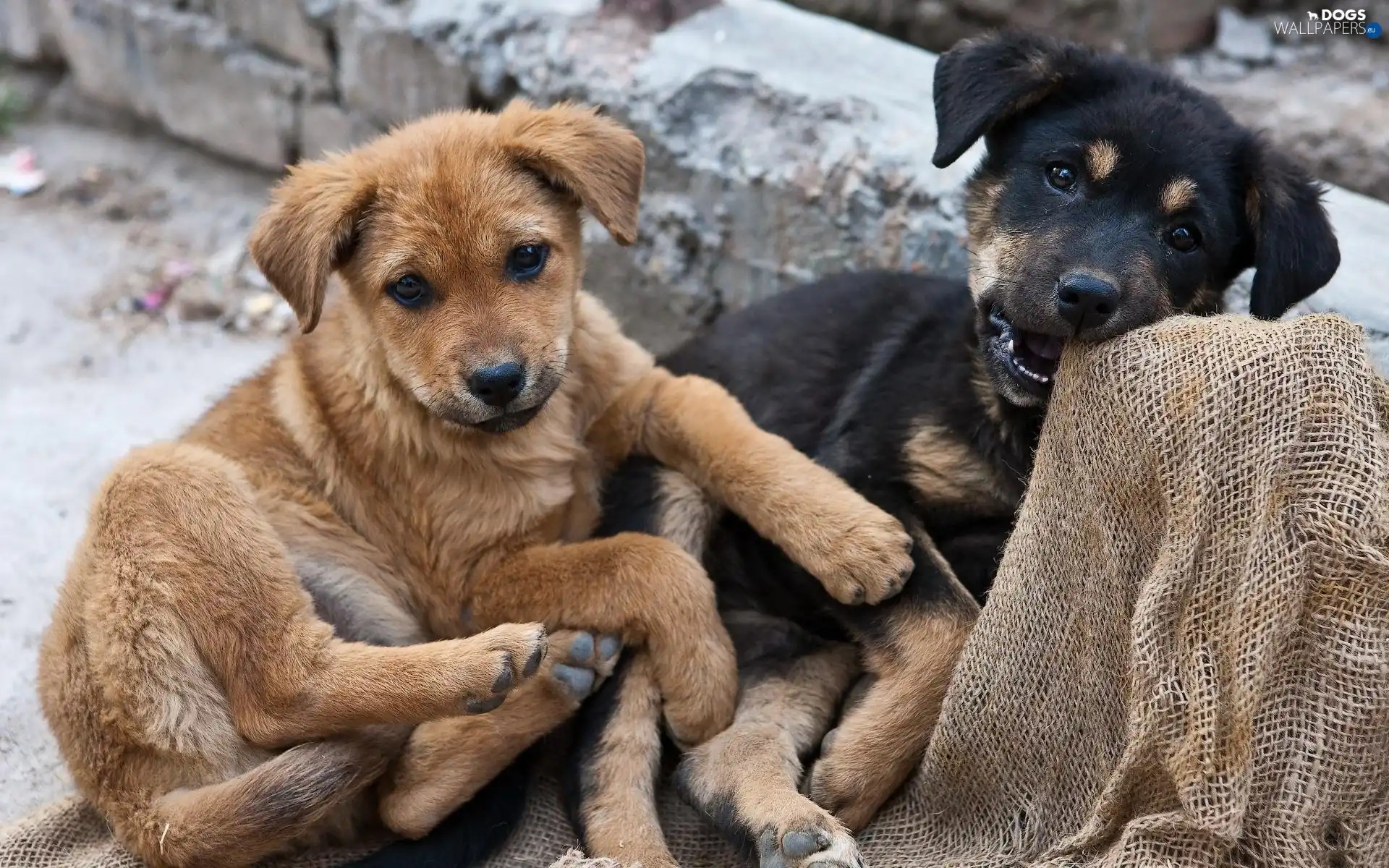 Black, ginger, Two cars, puppies