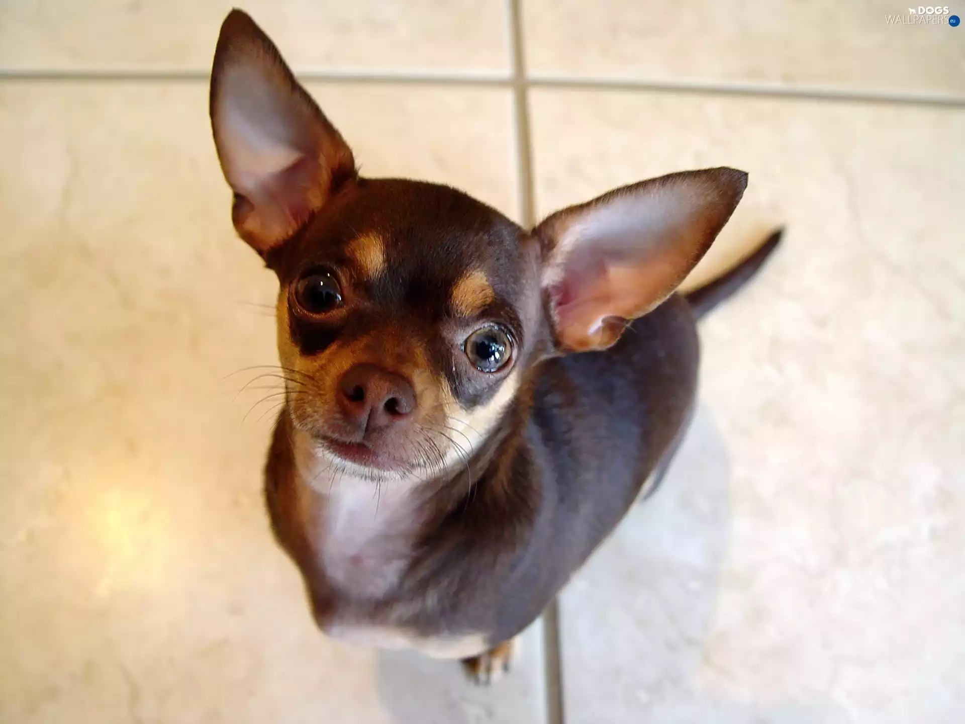 black, Chihuahua