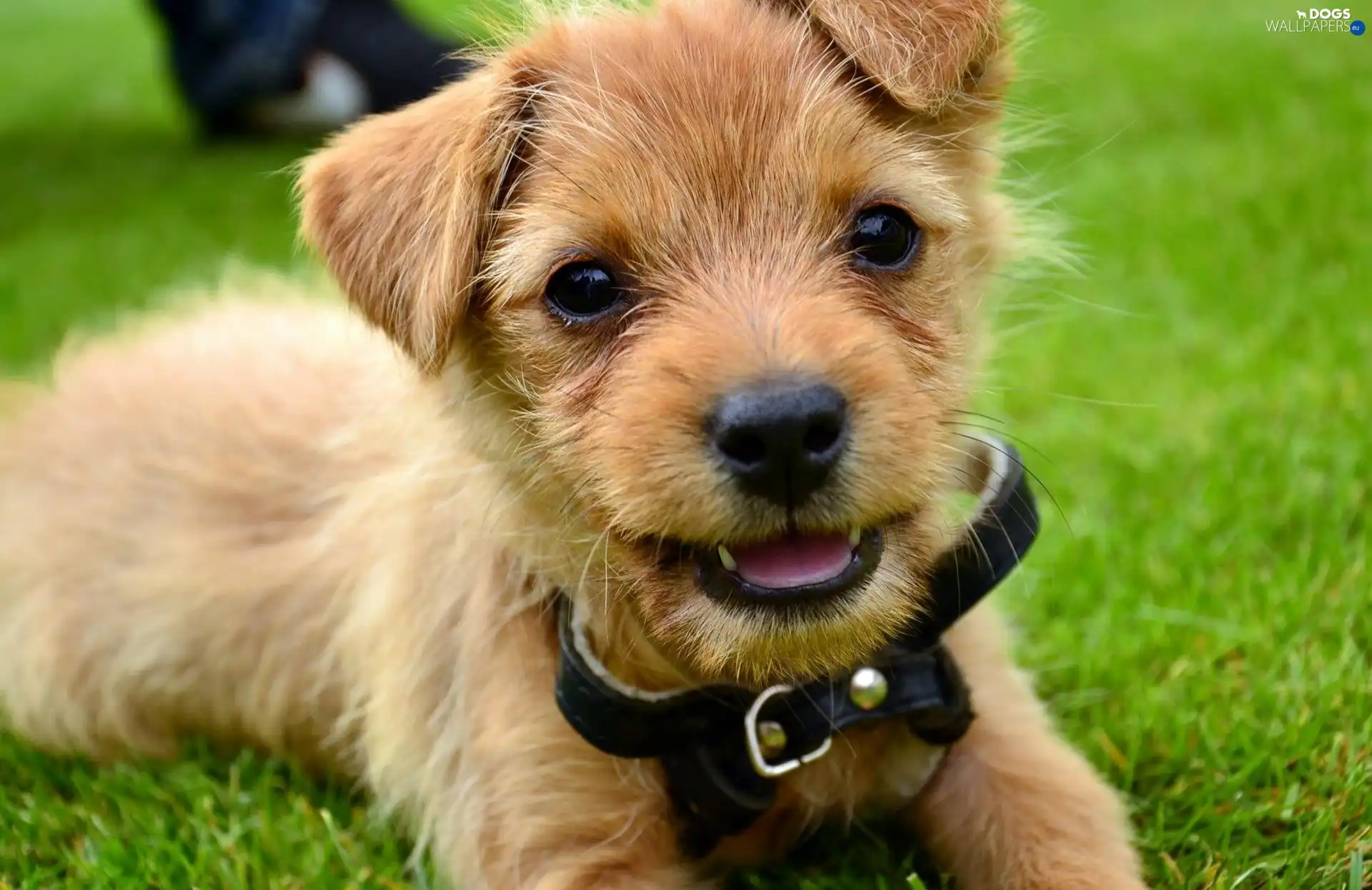 black, dog-collar, dog