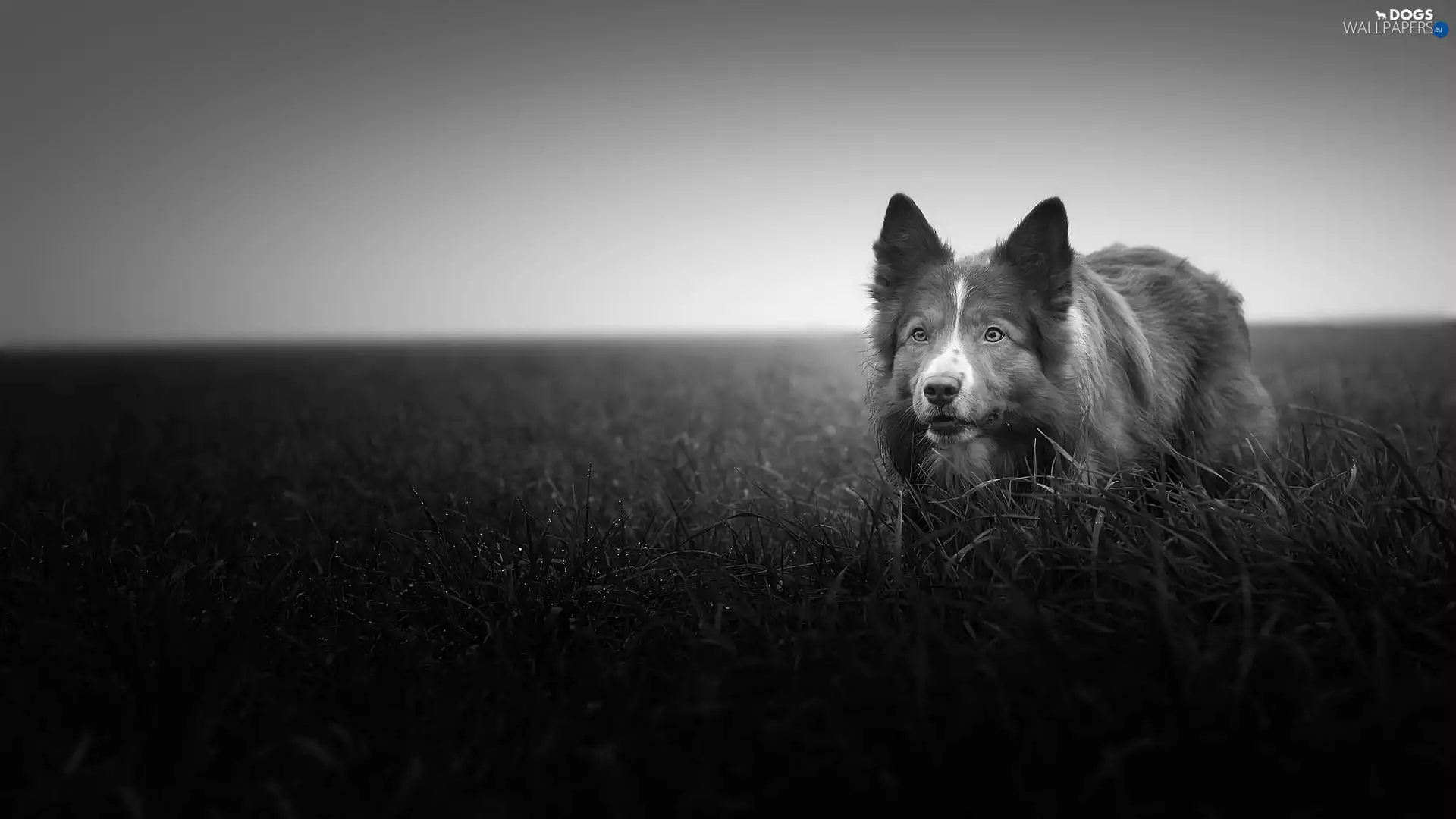 Meadow, Border Collie, Black and white, grass