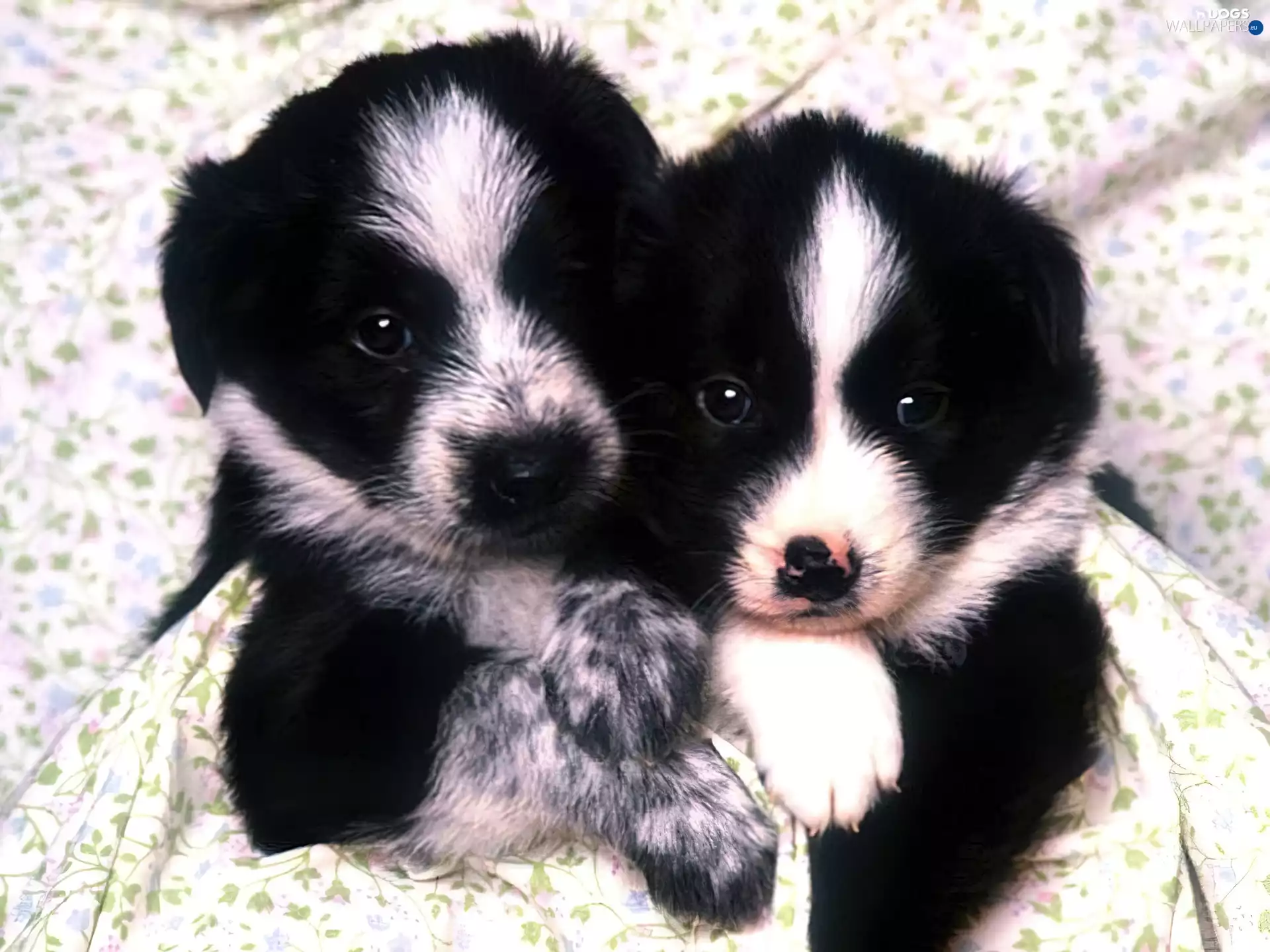 puppies, Border Collie, Black, little doggies, white