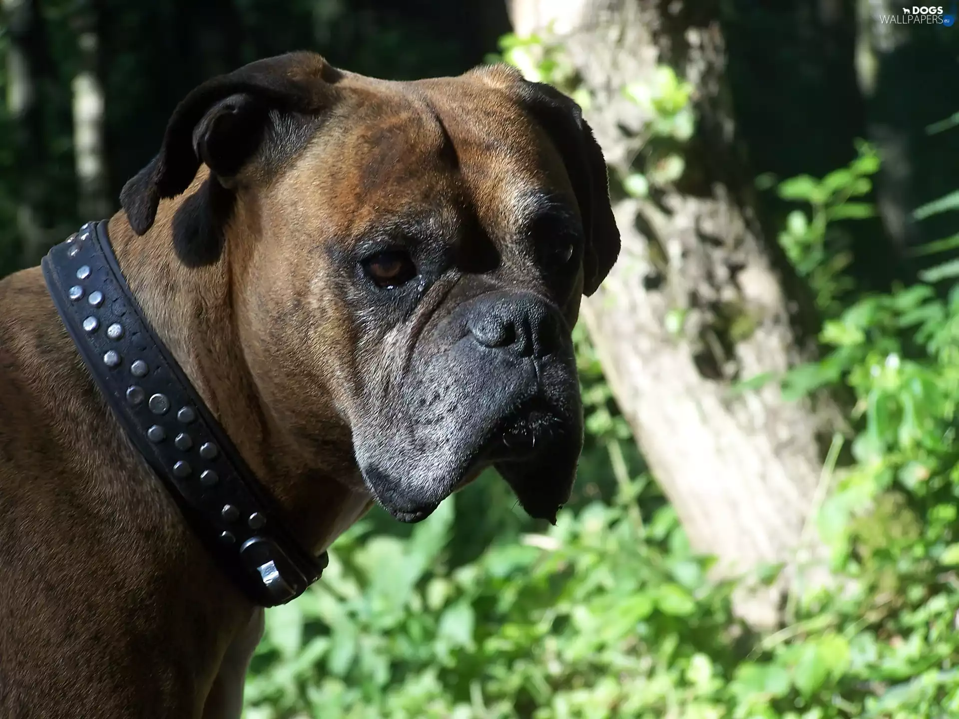 dog-collar, boxer, black
