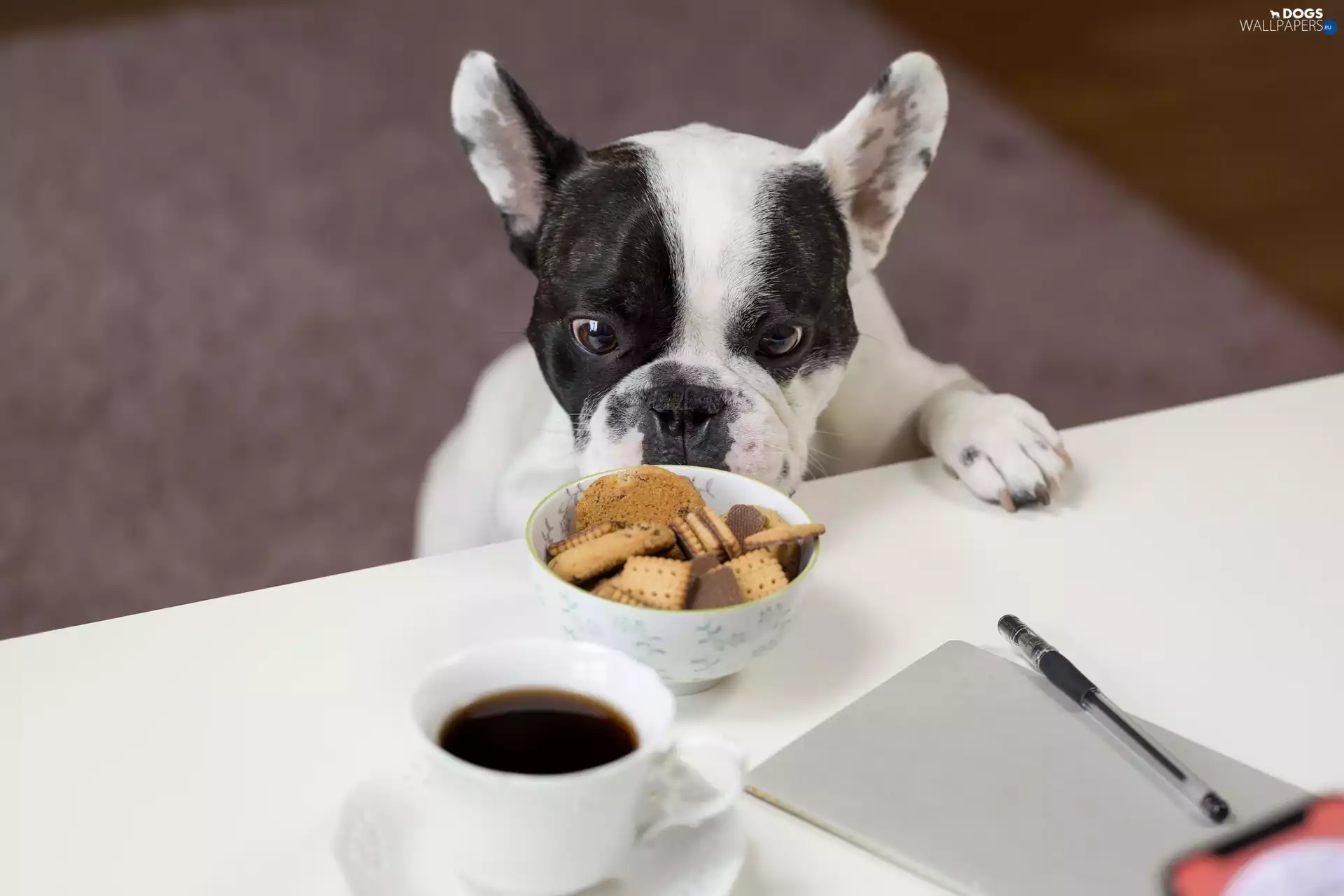 Cookies, coffee, dog, French Bulldog, White and Black