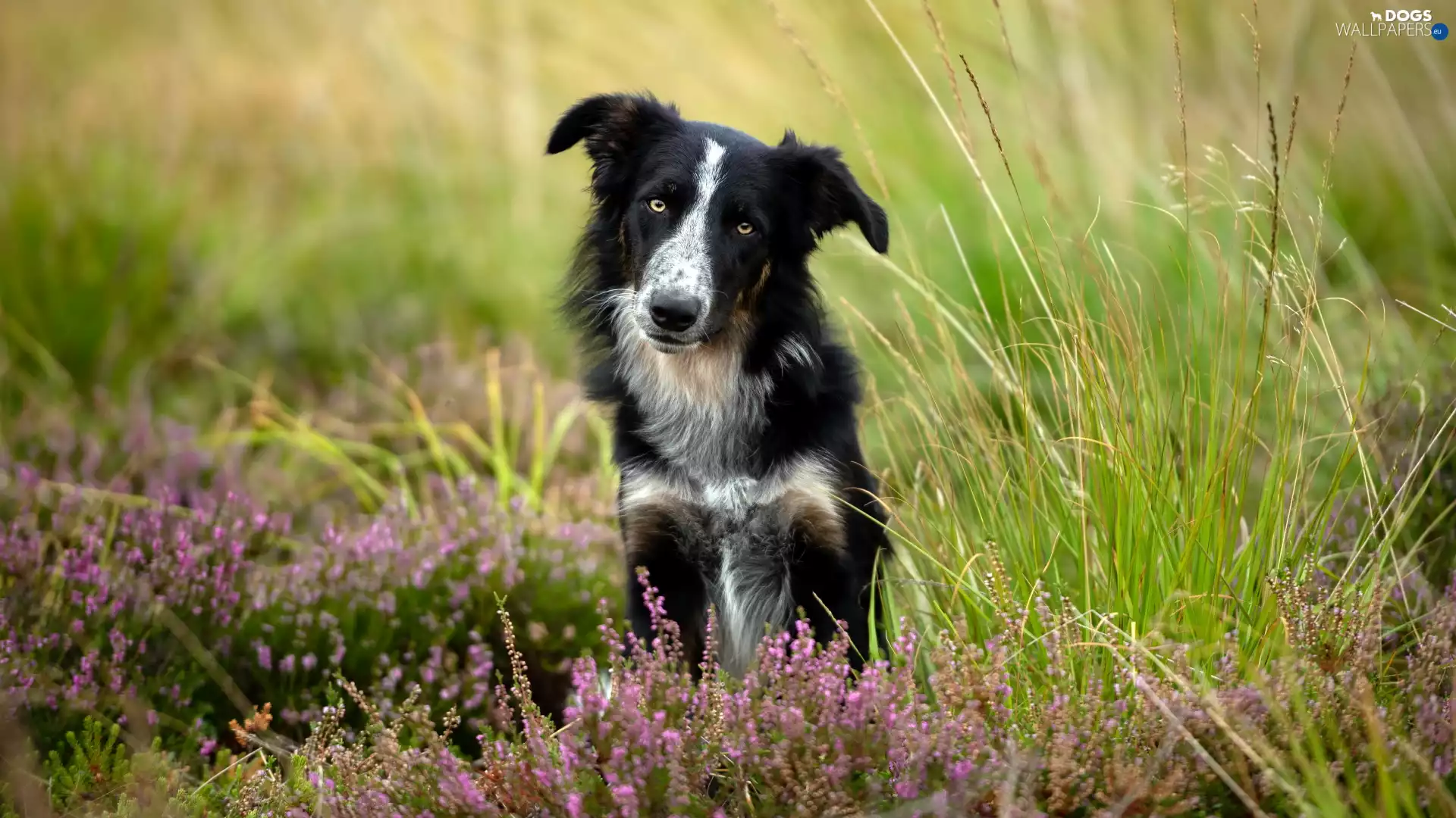 heathers, grass, dog, Border Collie, White and Black