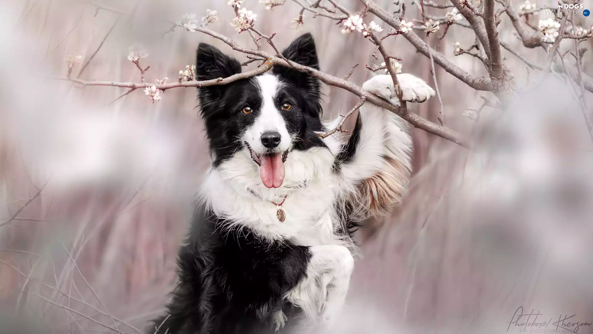 Flourished, Twigs, dog, Border Collie, White and Black