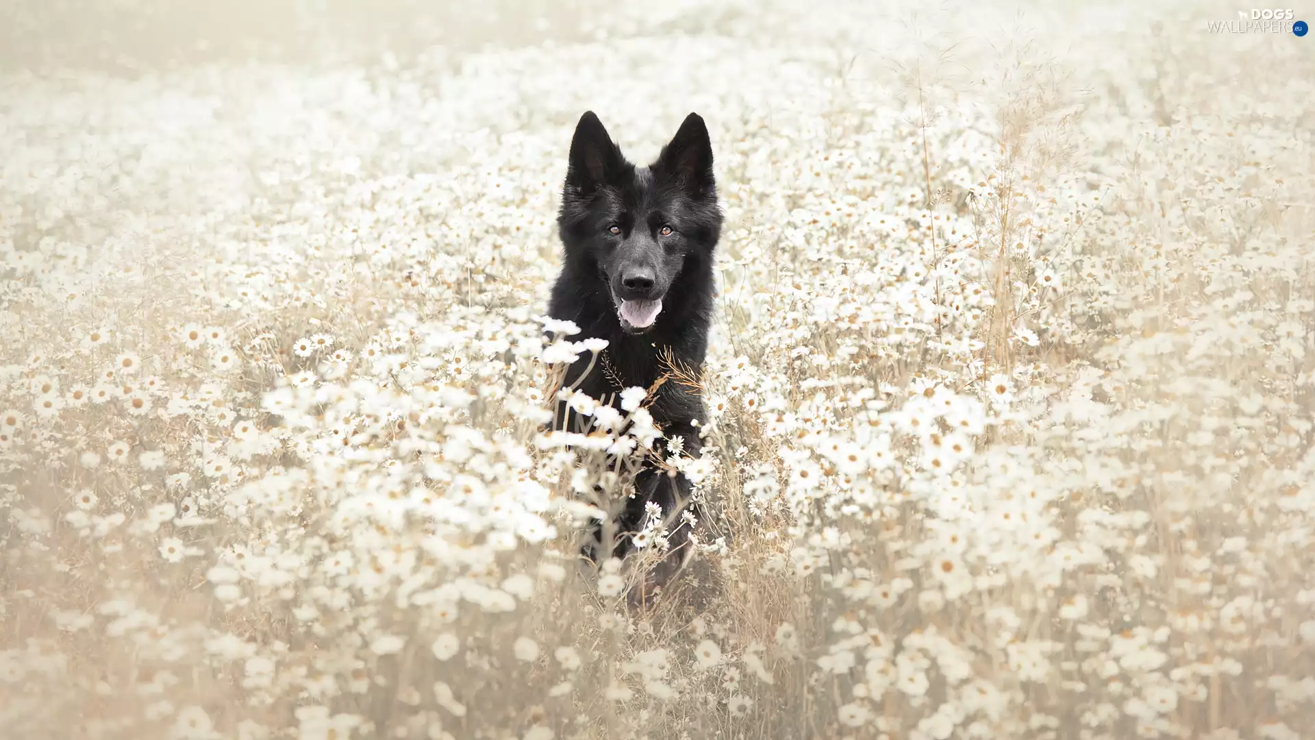 dog, Meadow, Flowers, Black German Shepherd Dog