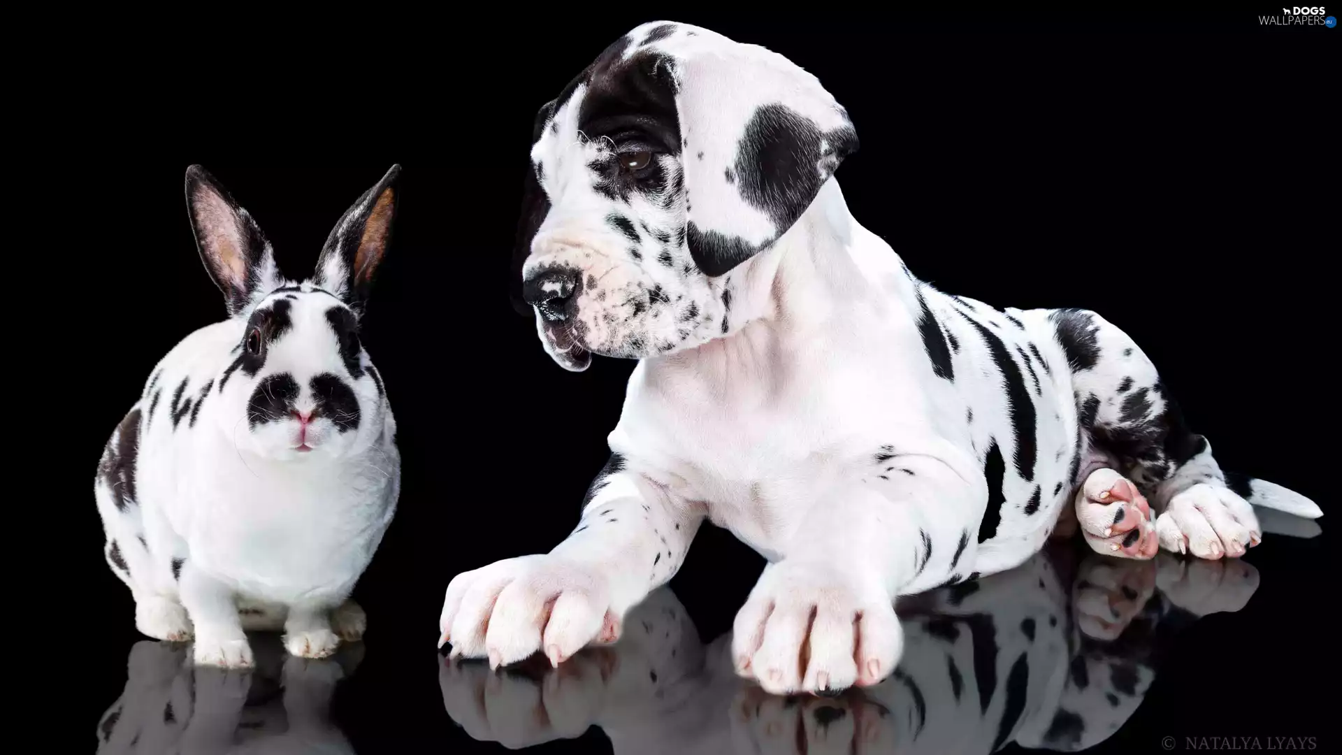 Puppy, Dog German, Rabbit, dog, White and Black