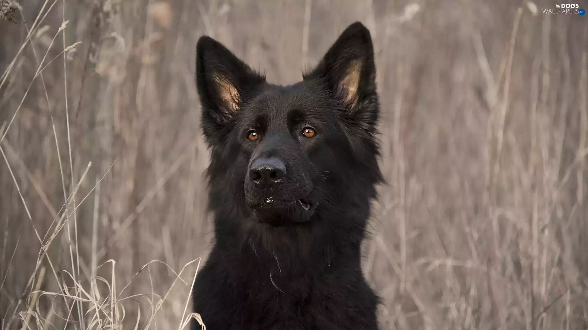 dog, muzzle, grass, Black German Shepherd Dog