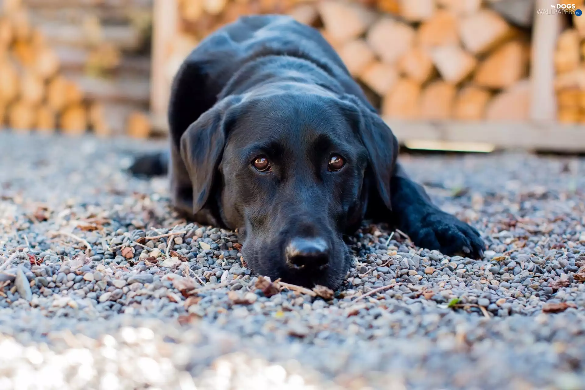 Labrador Retriever, dog, Black