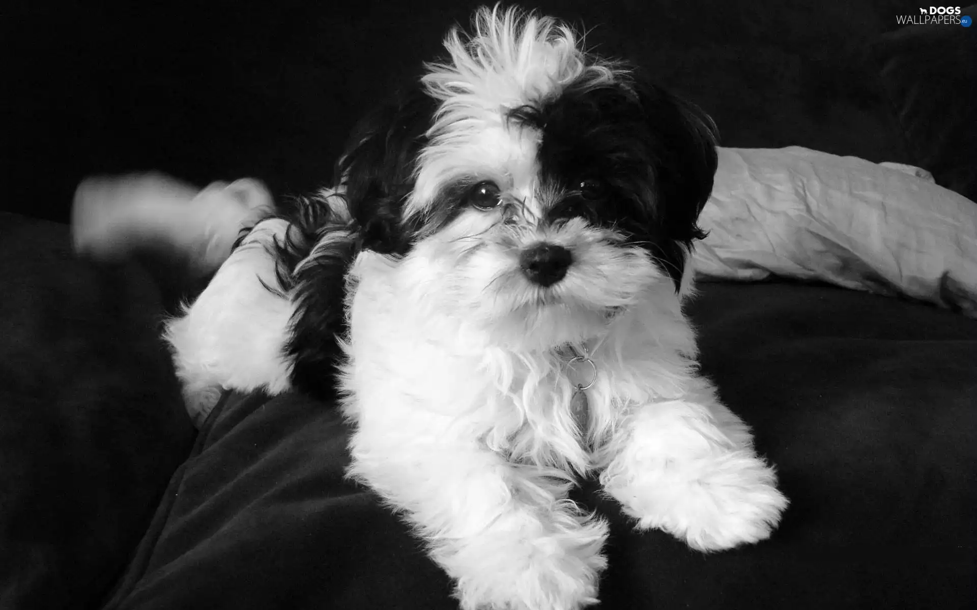 Lhasa Apso, white, Black