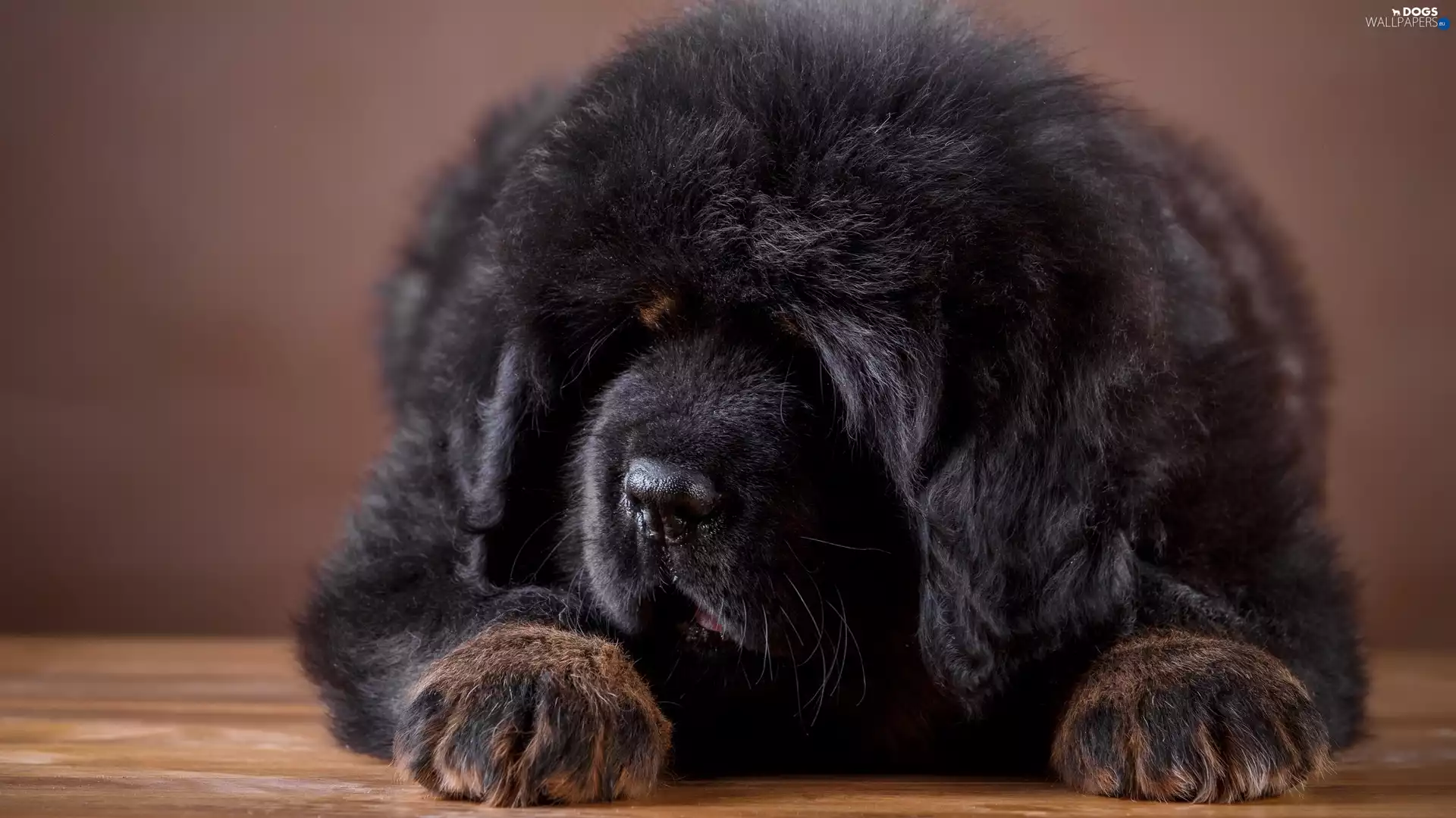 Black, Tibetan Mastiff
