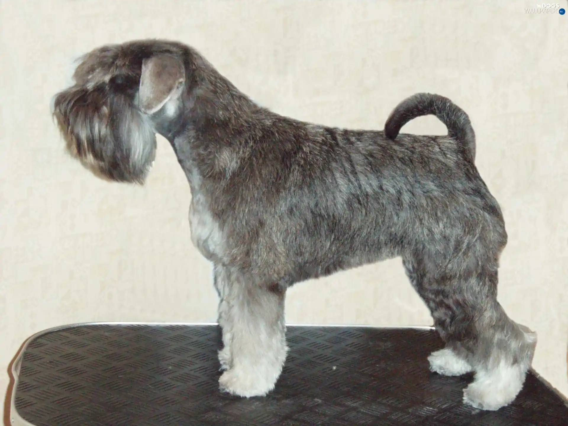 black and silver, coat, miniature Schnauzer