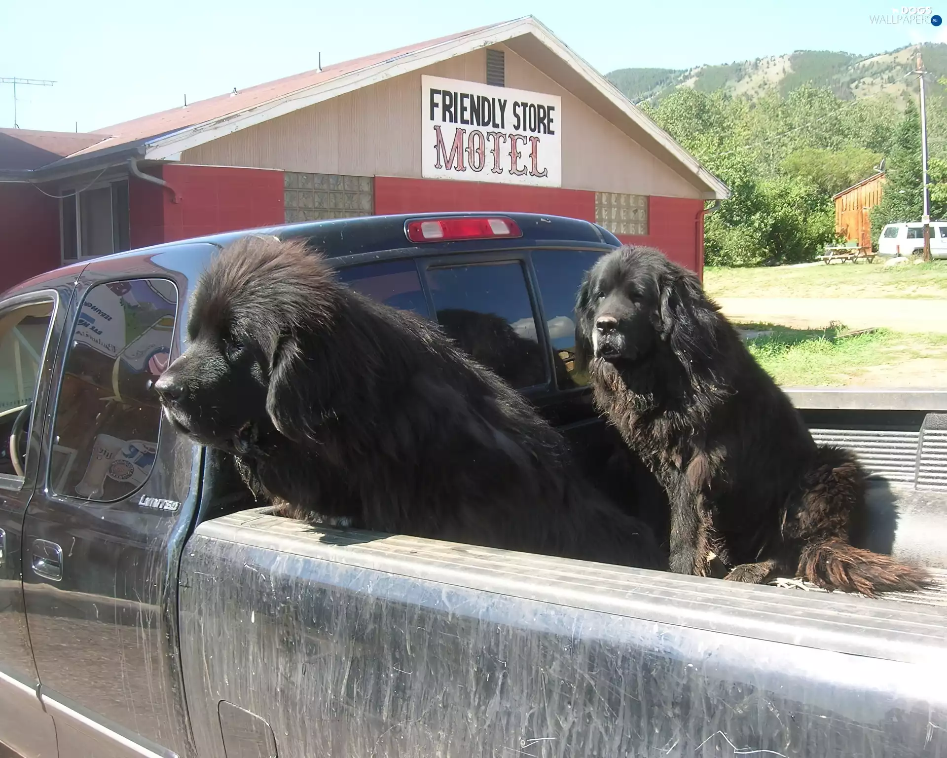 Nowofundlandy, Two cars, Black