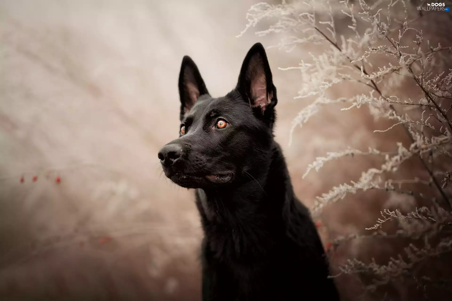 dog, frosty, Plants, Black German Shepherd Dog