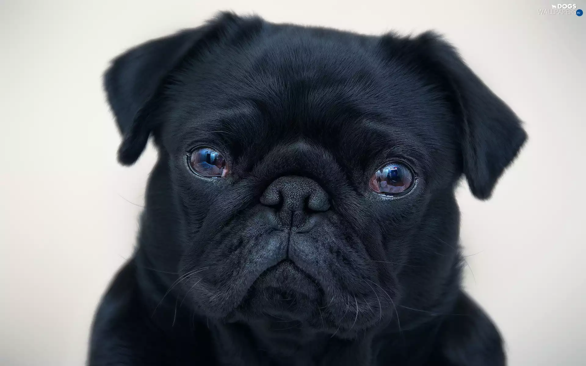 Black, pug