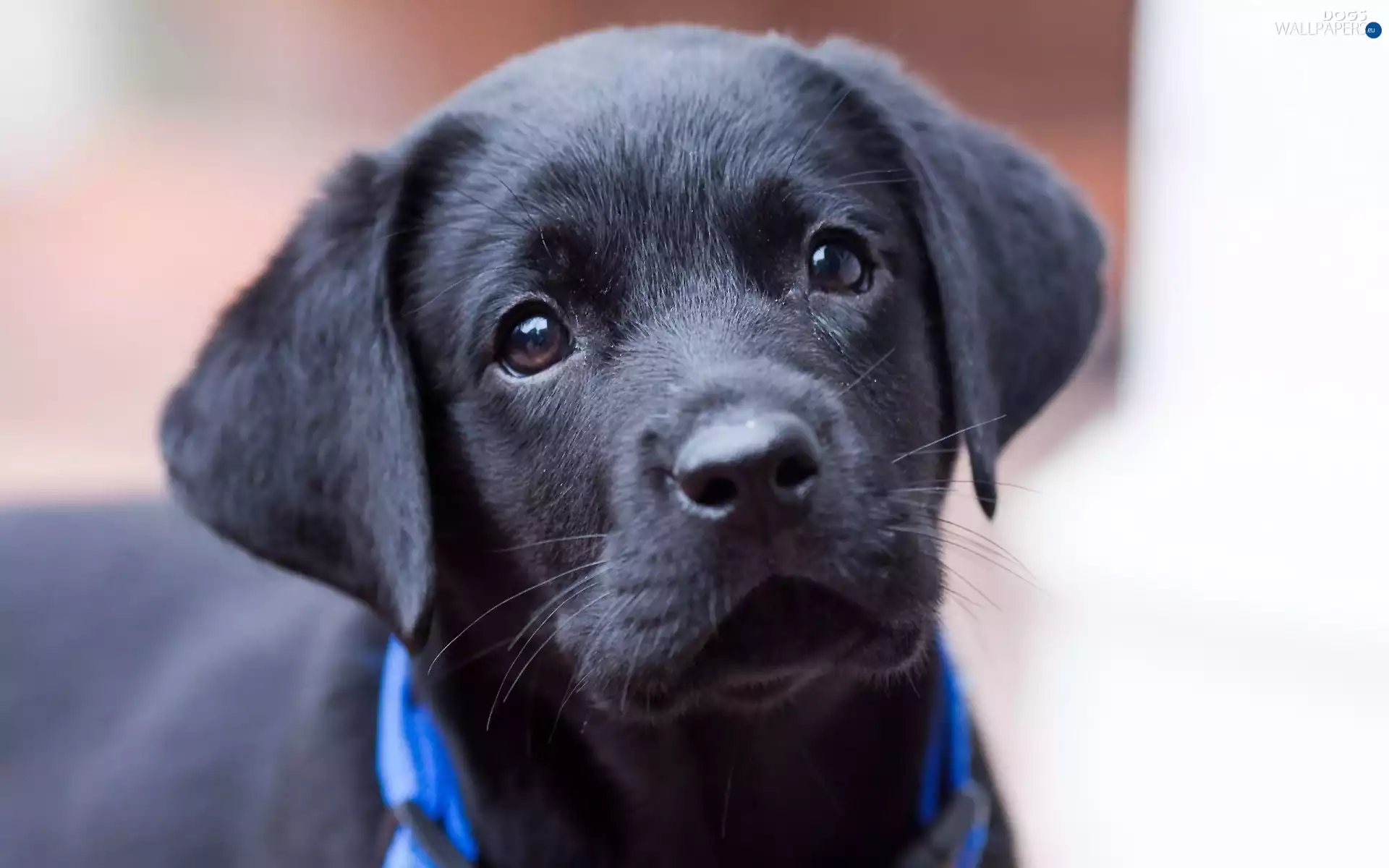 Puppy, Labrador Retriever, Black