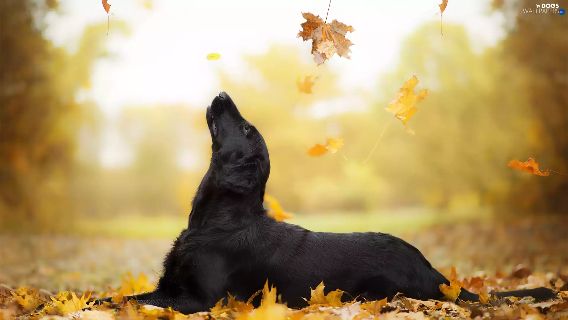 Flat coated retriever, dog, Falling, Leaf, Meadow, Black