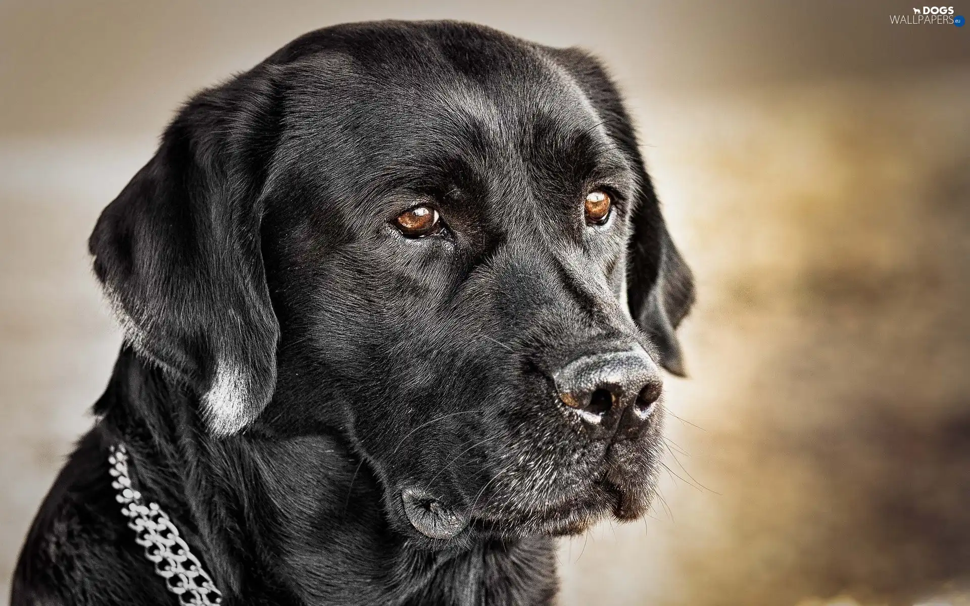 retriever, Black, Labrador