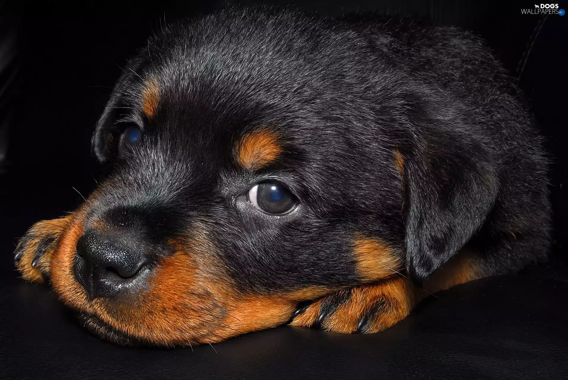 small, puppie, Rottweiler, Black