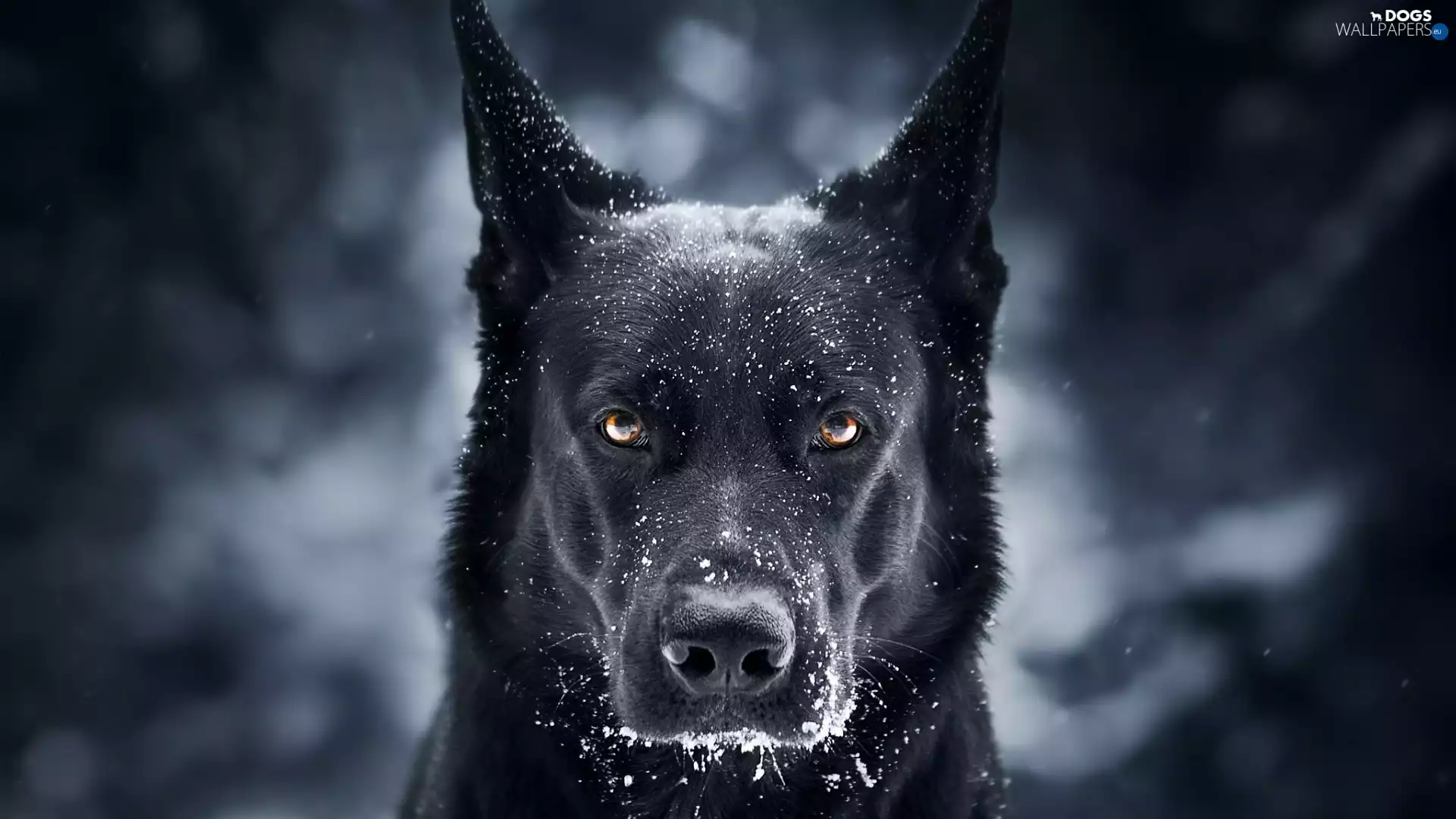 dog, muzzle, snow, Black German Shepherd Dog