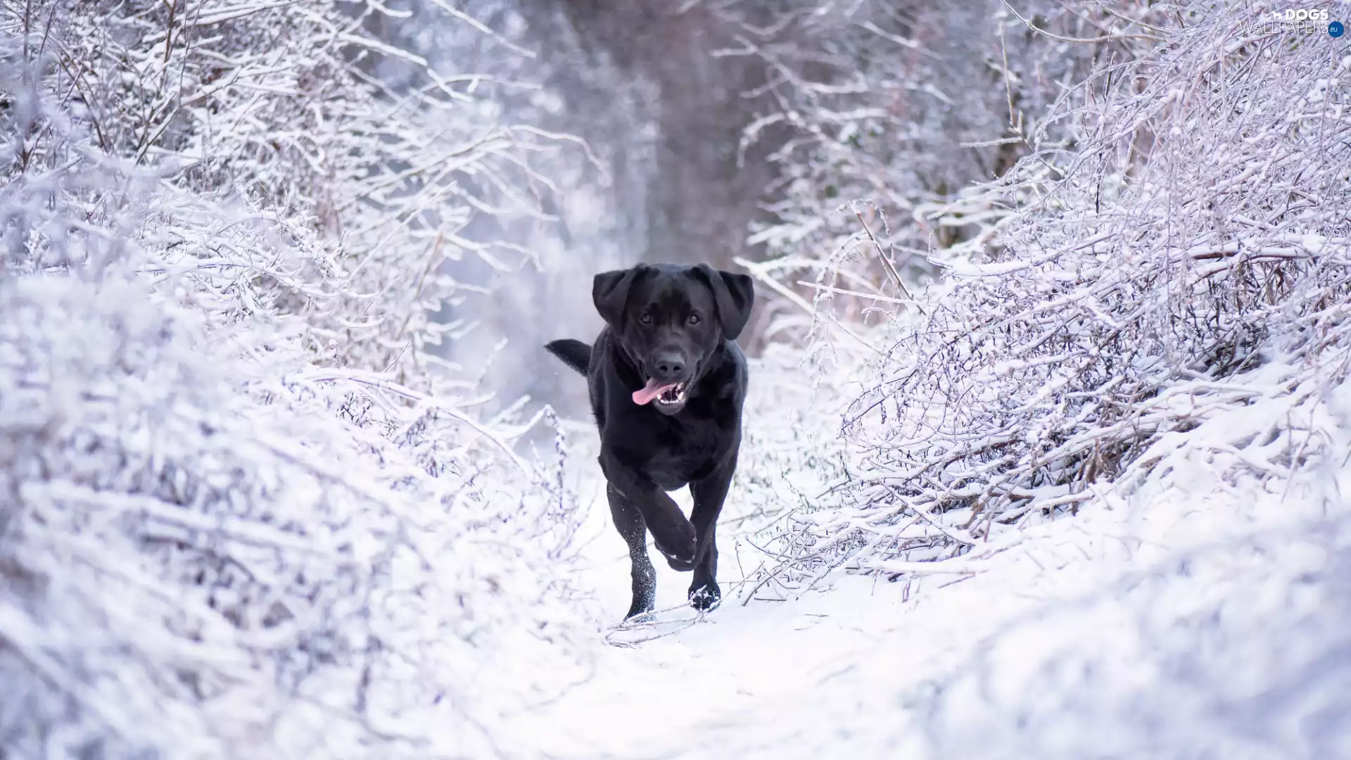 dog, winter, Snowy, branch pics, Labrador Retriever, Black
