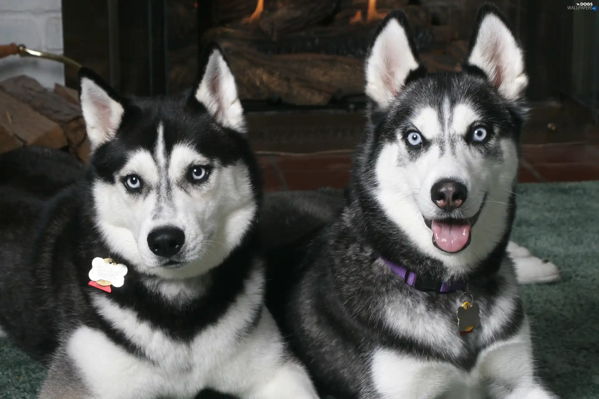 Black, Siberian Husky, Two cars