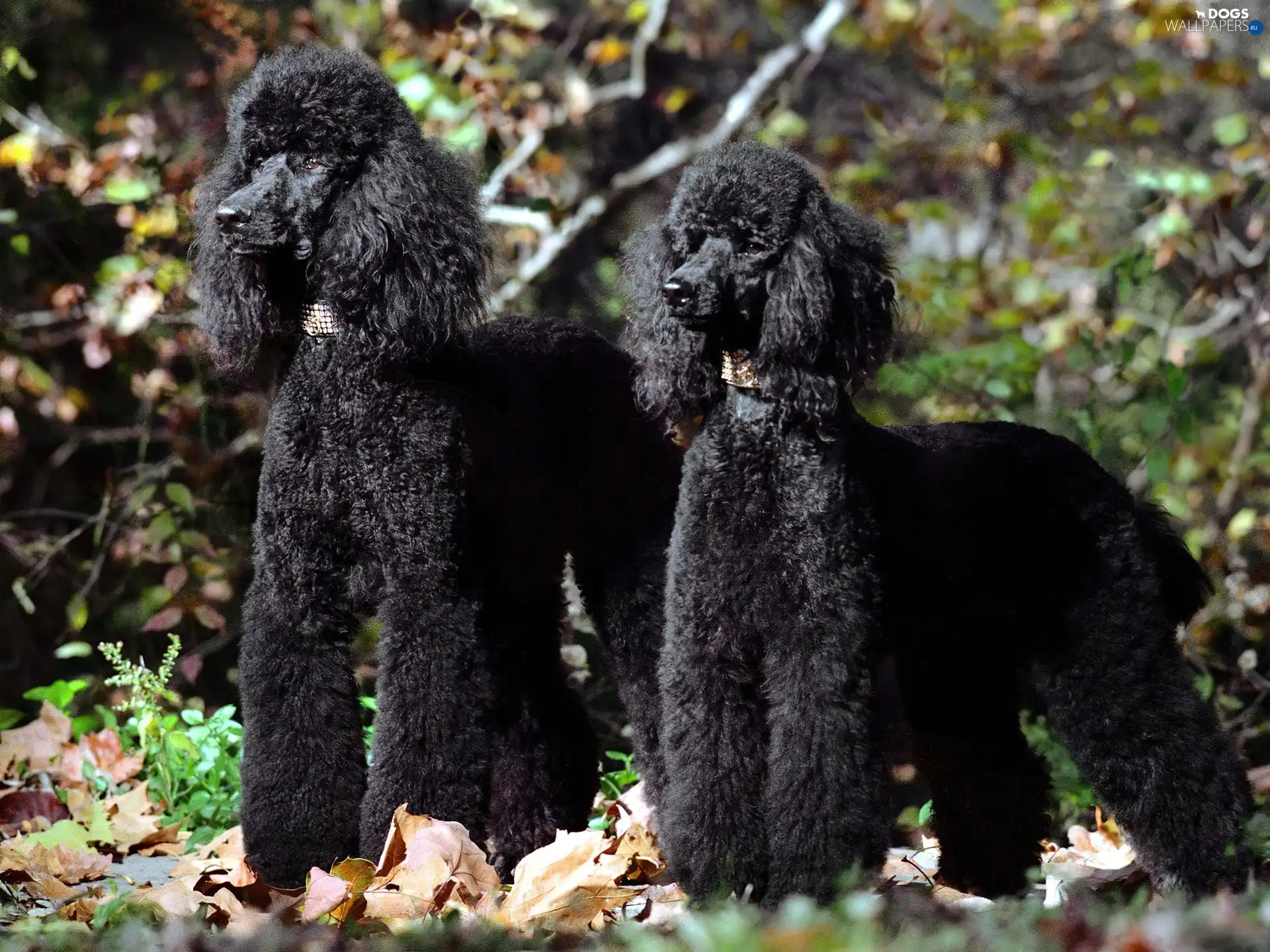 Black, Poodles, Two cars